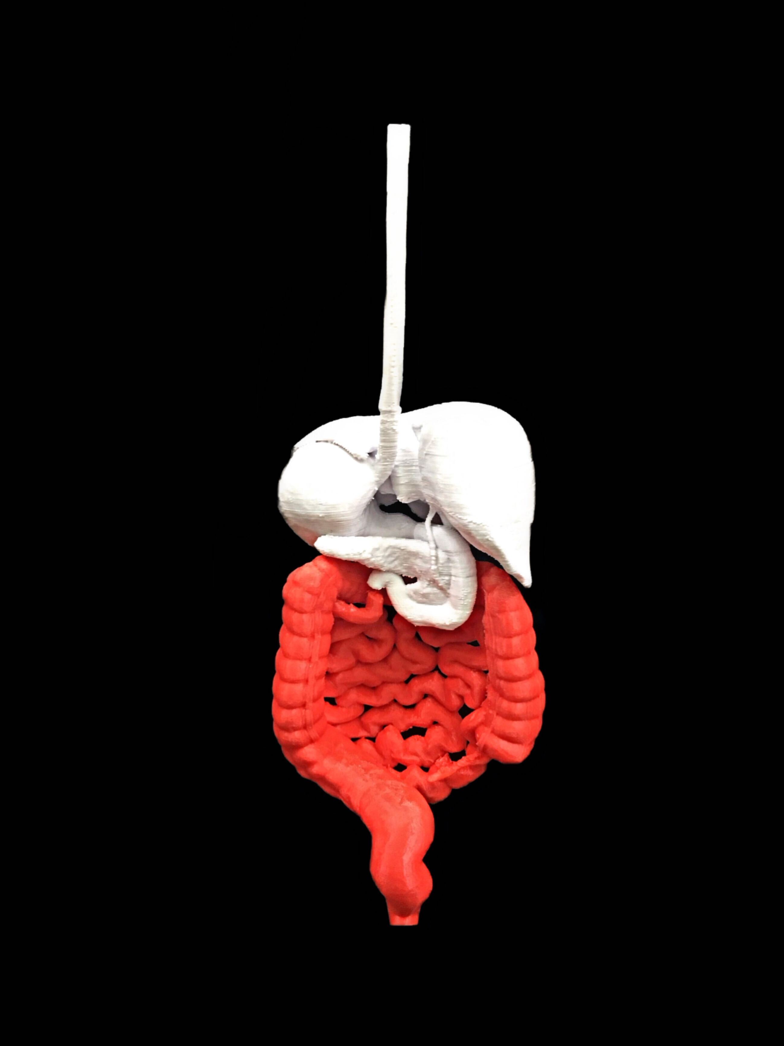 Intestine 3D Model