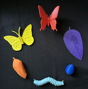 6 3d models of butterfly lifecycle in a circle